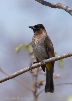 Bylbyl bradatý - Pycnonotus barbatus - Common Bulbul