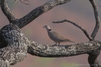 Hrdlička hrkútavá - Streptopelia capicola - Cape Turtle Dove