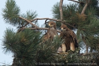 Orol kráľovský - Aquila heliaca - Imperial Eagle