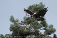 Orol kráľovský - Aquila heliaca - Imperial Eagle