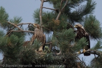 Orol kráľovský - Aquila heliaca - Imperial Eagle