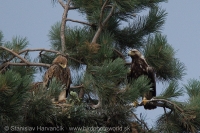 Orol kráľovský - Aquila heliaca - Imperial Eagle