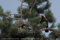 Orol kráľovský - Aquila heliaca - Imperial Eagle