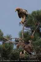 Orol kráľovský - Aquila heliaca - Imperial Eagle