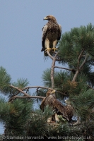 Orol kráľovský - Aquila heliaca - Imperial Eagle