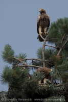 Orol kráľovský - Aquila heliaca - Imperial Eagle