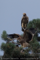 Orol kráľovský - Aquila heliaca - Imperial Eagle