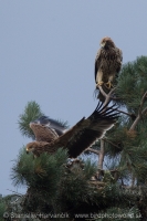 Orol kráľovský - Aquila heliaca - Imperial Eagle