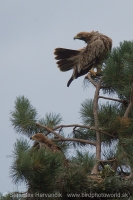 Orol kráľovský - Aquila heliaca - Imperial Eagle
