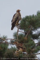 Orol kráľovský - Aquila heliaca - Imperial Eagle