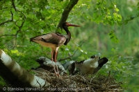 Bocian čierny - Ciconia nigra - Black Stork
