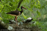 Bocian čierny - Ciconia nigra - Black Stork