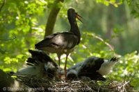 Bocian čierny - Ciconia nigra - Black Stork