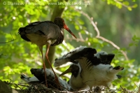 Bocian čierny - Ciconia nigra - Black Stork