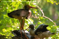 Bocian čierny - Ciconia nigra - Black Stork