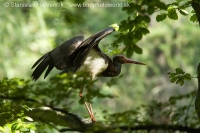 Bocian čierny - Ciconia nigra - Black Stork
