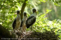 Bocian čierny - Ciconia nigra - Black Stork