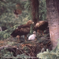 Orol krikľavý - Aquila pomarina - Lesser Spotted Eagle