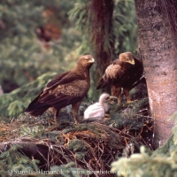 Orol krikľavý - Aquila pomarina - Lesser Spotted Eagle