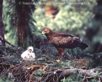 Orol krikľavý - Aquila pomarina - Lesser Spotted Eagle