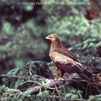 Orol krikľavý - Aquila pomarina - Lesser Spotted Eagle