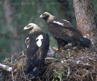 Orol kráľovský - Aquila heliaca - Imperial Eagle