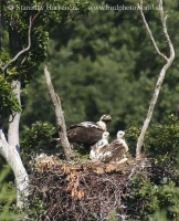 Orol kráľovský - Aquila heliaca - Imperial Eagle