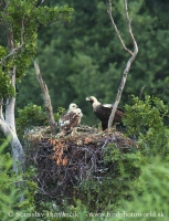 Orol kráľovský - Aquila heliaca - Imperial Eagle