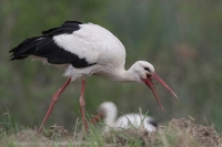 Bocian biely - Ciconia ciconia - White Stork