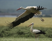 Bocian biely - Ciconia ciconia - White Stork