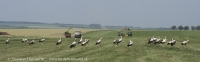 Bocian biely - Ciconia ciconia - White Stork