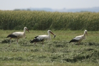 Bocian biely - Ciconia ciconia - White Stork