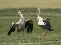 Bocian biely - Ciconia ciconia - White Stork