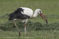Bocian biely - Ciconia ciconia - White Stork