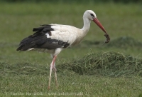 Bocian biely - Ciconia ciconia - White Stork