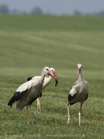 Bocian biely - Ciconia ciconia - White Stork