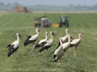 Bocian biely - Ciconia ciconia - White Stork