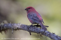Smrečiar krivonosí - Pinicola enucleator - Pine Grosbeak
