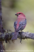 Smrečiar krivonosí - Pinicola enucleator - Pine Grosbeak