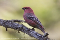 Smrečiar krivonosí - Pinicola enucleator - Pine Grosbeak