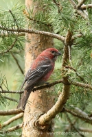 Smrečiar krivonosí - Pinicola enucleator - Pine Grosbeak