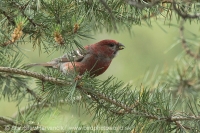 Smrečiar krivonosí - Pinicola enucleator - Pine Grosbeak