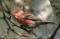 Smrečiar krivonosí - Pinicola enucleator - Pine Grosbeak