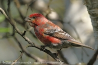 Smrečiar krivonosí - Pinicola enucleator - Pine Grosbeak