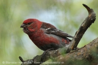 Smrečiar krivonosí - Pinicola enucleator - Pine Grosbeak
