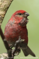Smrečiar krivonosí - Pinicola enucleator - Pine Grosbeak