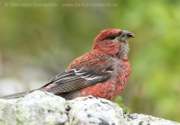Smrečiar krivonosí - Pinicola enucleator - Pine Grosbeak