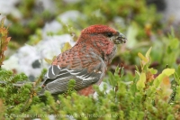Smrečiar krivonosí - Pinicola enucleator - Pine Grosbeak