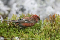 Smrečiar krivonosí - Pinicola enucleator - Pine Grosbeak