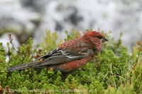 Smrečiar krivonosí - Pinicola enucleator - Pine Grosbeak